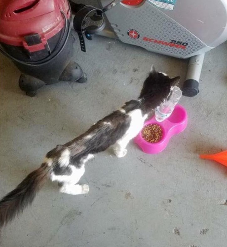 Cats And Kittens On Twitter Starving Cat On The Streets Gets Adopted And He Can T Stop Smiling An Emaciated Cat Weighing Barely 5 Lbs Got A Second Chance And He Is So