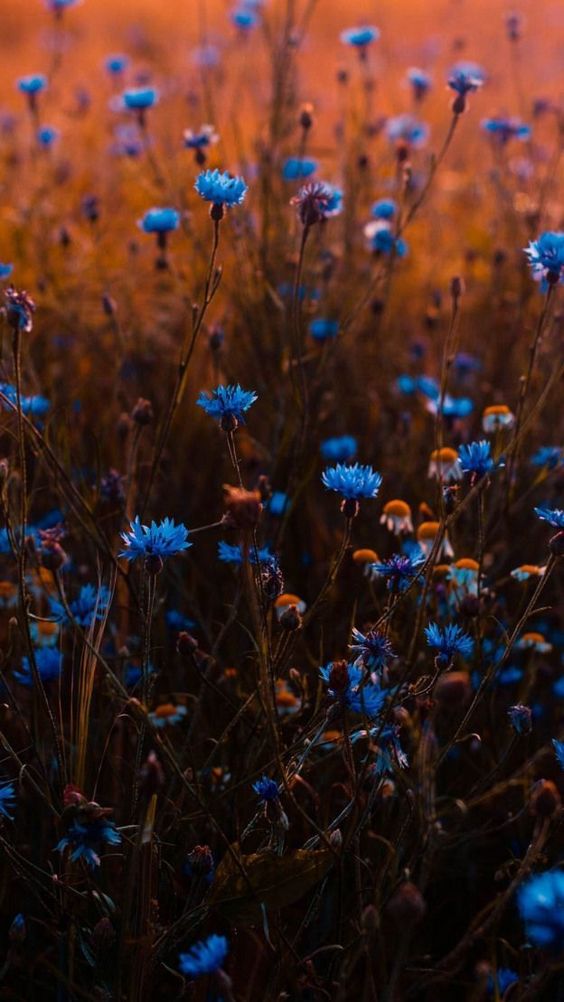 Wild flowers #photography #photo #PHOTOS #flowers #wild