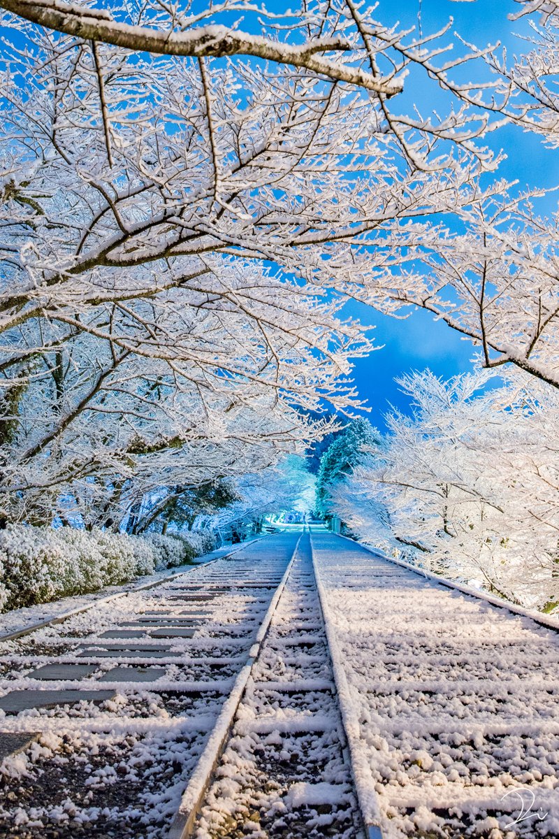 usalica's tweet photo. 雪の降り積もった京都は、目に映る景色全てが物語の世界のような、幻想的な情景になる。

#冬の写真クラスタフォロー祭 https://t.co/rND6q112So