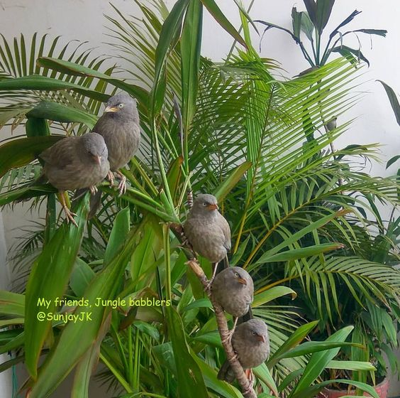 SunjayJK's tweet photo. @rockyandmayur @Ishikamacaca @NatureIn_Focus @CentralIfs @basantark @dipika_bajpai @joedelhi @BittuSahgal @birdcountindia @AfrozShah1 @ErikSolheim More birds from our terrace & just behind our home in Gurgaon, which borders Aravali Forest 'extension':
Jungle babblers,
Kingfisher,
Rufous treepie,
Brown-headed barbet.
#Gurgaon #Gurugram #Aravalli #Aravallis #Birds #BirdsOfIndia
#JungleBabbler #Kingfisher #Barbets #SunjayJK🐦 https://t.co/VpKGx2Nh24