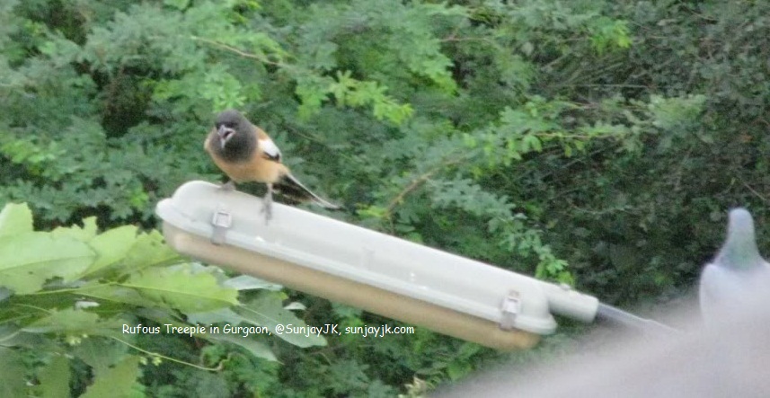 SunjayJK's tweet photo. @rockyandmayur @Ishikamacaca @NatureIn_Focus @CentralIfs @basantark @dipika_bajpai @joedelhi @BittuSahgal @birdcountindia @AfrozShah1 @ErikSolheim More birds from our terrace & just behind our home in Gurgaon, which borders Aravali Forest 'extension':
Jungle babblers,
Kingfisher,
Rufous treepie,
Brown-headed barbet.
#Gurgaon #Gurugram #Aravalli #Aravallis #Birds #BirdsOfIndia
#JungleBabbler #Kingfisher #Barbets #SunjayJK🐦 https://t.co/VpKGx2Nh24