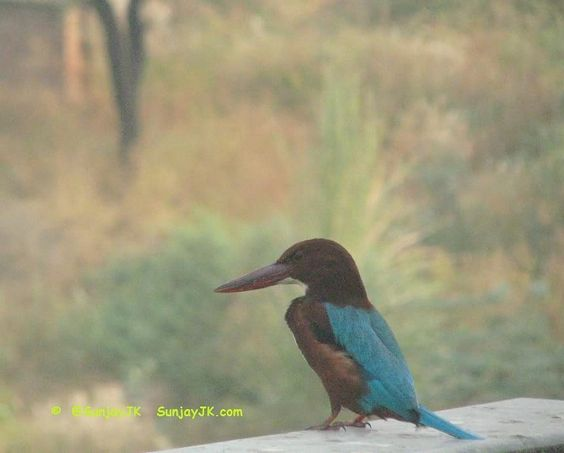 SunjayJK's tweet photo. @rockyandmayur @Ishikamacaca @NatureIn_Focus @CentralIfs @basantark @dipika_bajpai @joedelhi @BittuSahgal @birdcountindia @AfrozShah1 @ErikSolheim More birds from our terrace & just behind our home in Gurgaon, which borders Aravali Forest 'extension':
Jungle babblers,
Kingfisher,
Rufous treepie,
Brown-headed barbet.
#Gurgaon #Gurugram #Aravalli #Aravallis #Birds #BirdsOfIndia
#JungleBabbler #Kingfisher #Barbets #SunjayJK🐦 https://t.co/VpKGx2Nh24