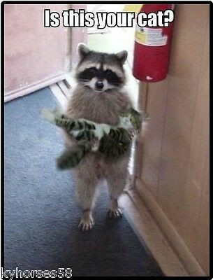 ClassicRokker's tweet image. #MyThreeWordPetPeeve
Cats that elope.