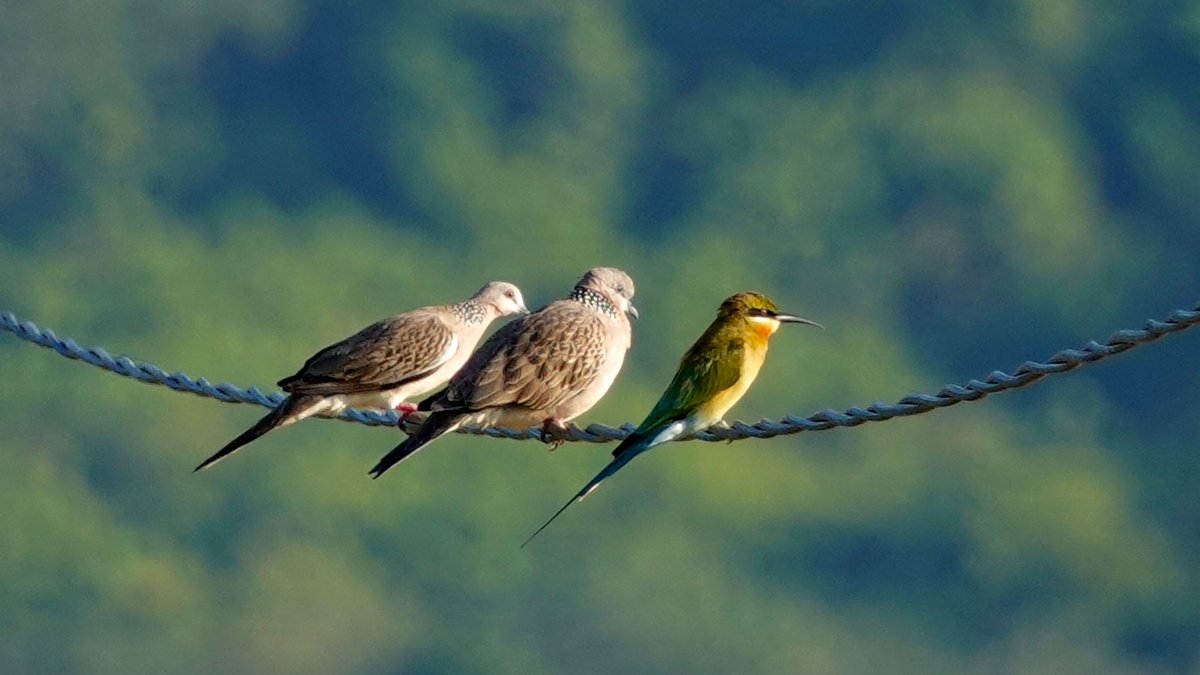 何見てるんだろう
#カノコバト
#SpottedDove
#ハリオハチクイ
#BlueTailedBeeEater
#Langkawi