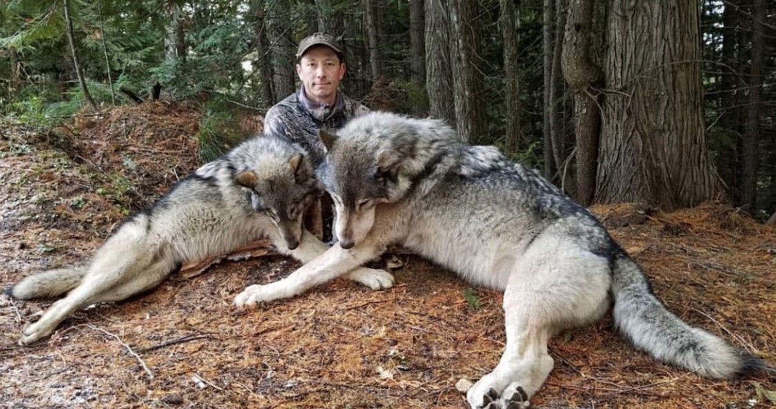 SPORTSMANchnl's tweet photo. Who would love to help manage the Idaho Wolves herd? - The Stickbow Chonicles
#IAMSPORTSMAN #hunting #wildlifemanagement #wolves #huntingwolves #managingwolves https://t.co/T3NNA8dhl2