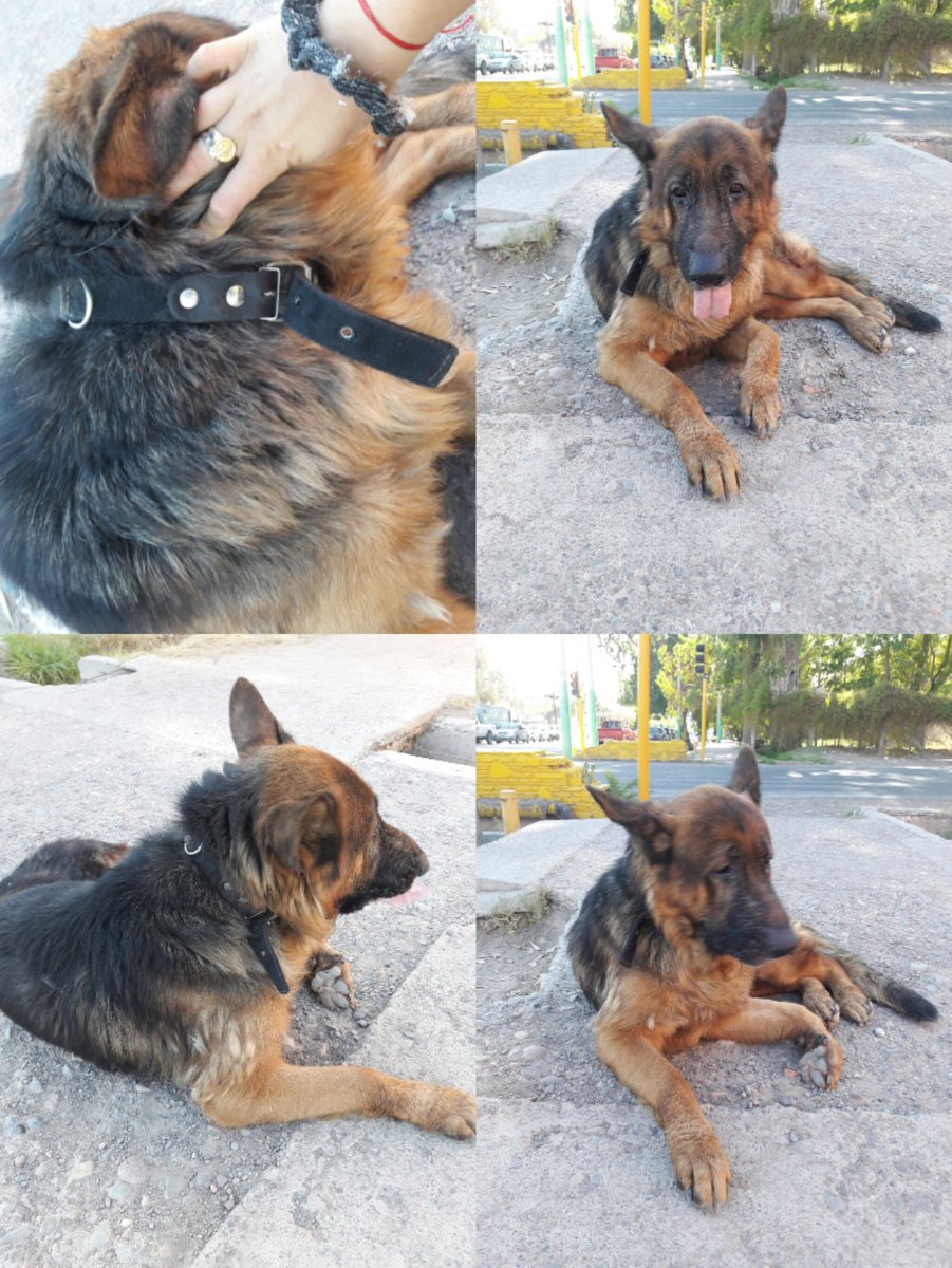Esta mañana por calle Ig. De la roza y Meglioli encontré este perro de raza pastor alemán perdido y muy asustado,tiene un collar negro pero sin datos.Porfavor me ayudarían muchisimo difundiendo así encuentra a su dueño,cualquier duda o si llegan a saber algo se comunican conmigo
