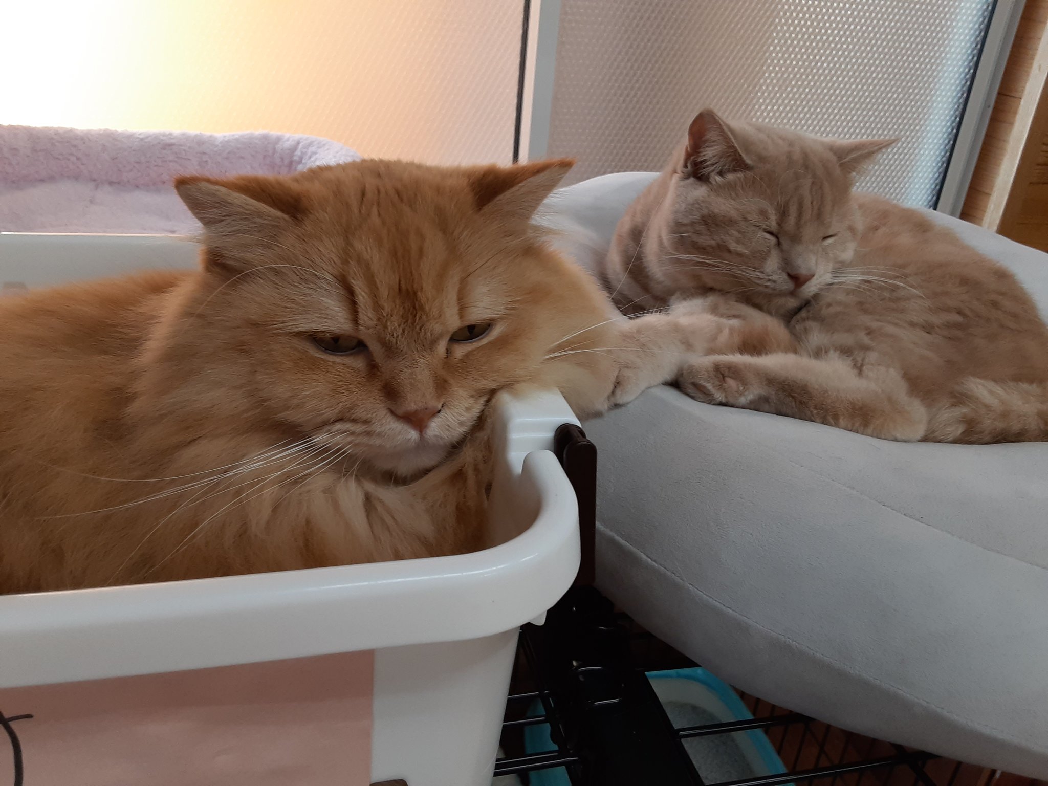 猫カフェちぐら 店主のつぶやき 穏やかな表情の猫達 猫を大事にしてくださるお客様 そしてゆっくりと時間が流れてゆく 猫好きにとっては堪らない空間です それが猫をとことん大事にしている猫カフェの醍醐味なんですよ 新潟県 新潟市 新潟市