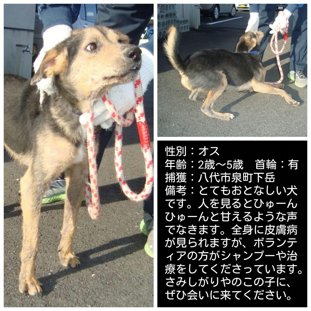 MickyYamaguchi's tweet photo. #熊本県譲渡犬　#里親募集中　#情報拡散　よろしくお願い致します❣
収容日：2019年11月12日　掲載日：2019年12月9日　№：YT00030
種類：雑種(ミックス)　体長：４９ｃｍ　体高：３９ｃｍ　体重：15kg　毛色：黒系
連絡先→八代保健所
所在地→八代市西片町1660☎0965-33-3198 https://t.co/wmR7JvMYEc