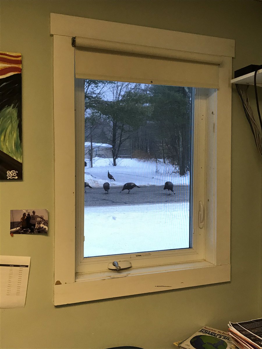 AltEdCousens's tweet photo. Bunch of #turkeys OUTSIDE my classroom for a change LOL https://t.co/FKWUt3C17i