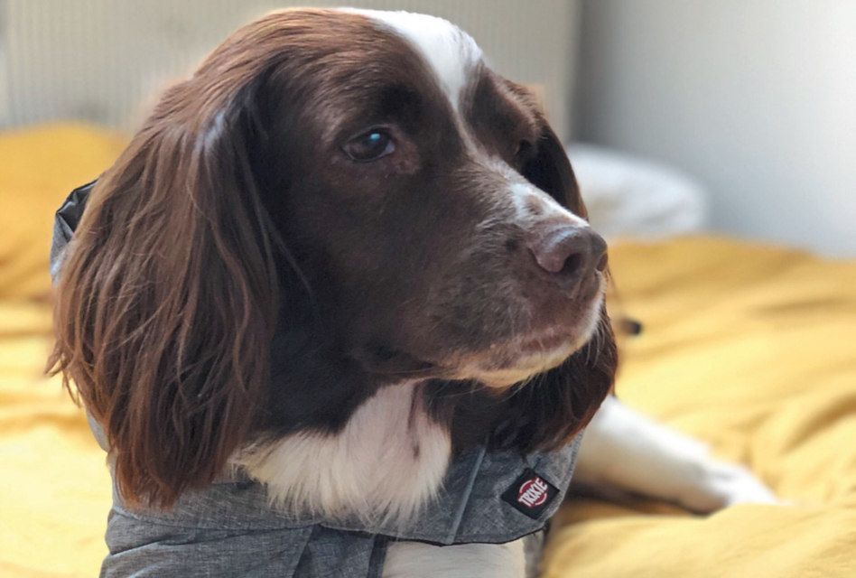 ImagesMagUK's tweet photo. Decorators’ dogs are valued members of staff at #embroidery and #print shops from Barking to Furness. This month's #PrintShopPooch is Kiki from @tidyprintuk in Brighton. Find out more here: https://t.co/EpkXbNREe6 #textileindustry #garmentdecoration #garmentdecorators #textiles https://t.co/GdDX0qK9Zs