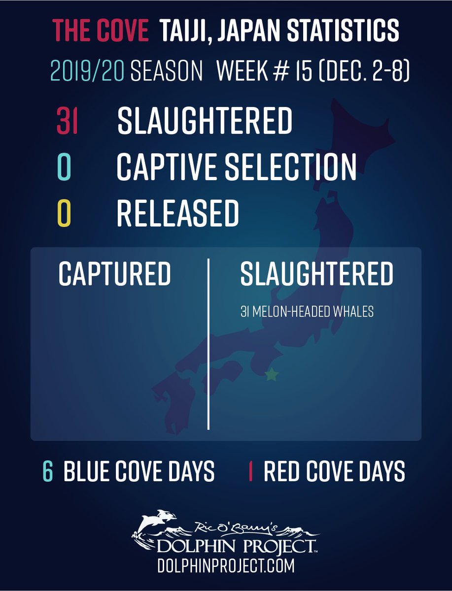 Dolphin_Project tweet picture