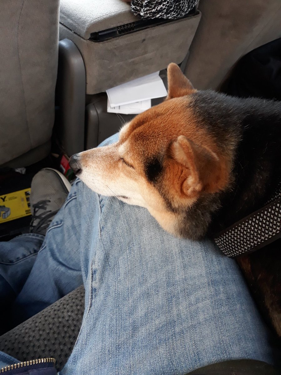 CTWolfwind's tweet photo. @squishubunny trade me pics of your shiba pls https://t.co/d18PL5zHFN