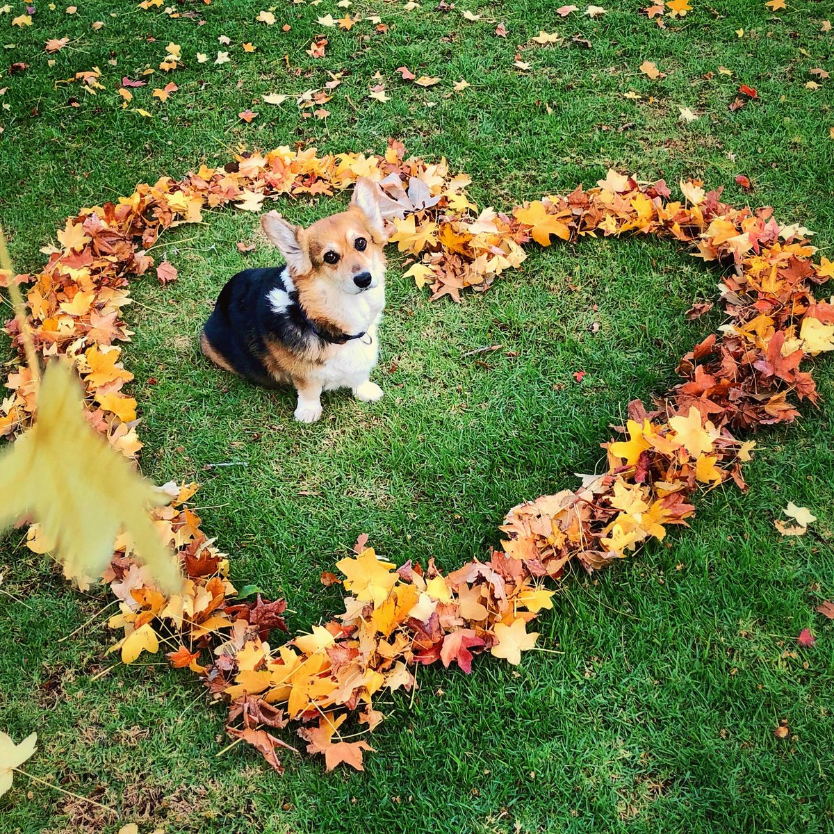 corgi_zero's tweet photo. It’s beginning to look a lot like... autumn???🍂🍁
#DecemberInSoCal #SoCalProblems #BetterLateThanNever https://t.co/KeqxhR0bMu