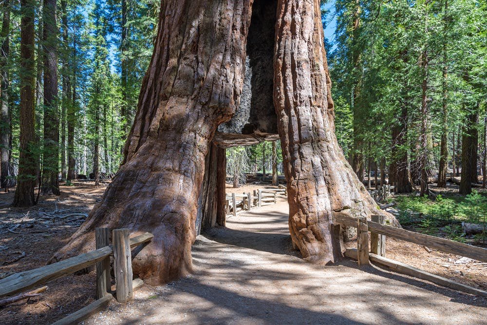 WaveCero's tweet photo. The good news for the Pioneers is in the near future the only type of vehicles allowed to access to the national natural parks will be EVs. #EVs @bollingermotors @Rivian @Tesla @PorscheTaycan #Pioneers @NatlParkService #NationalParks https://t.co/0U4GO8QsPM