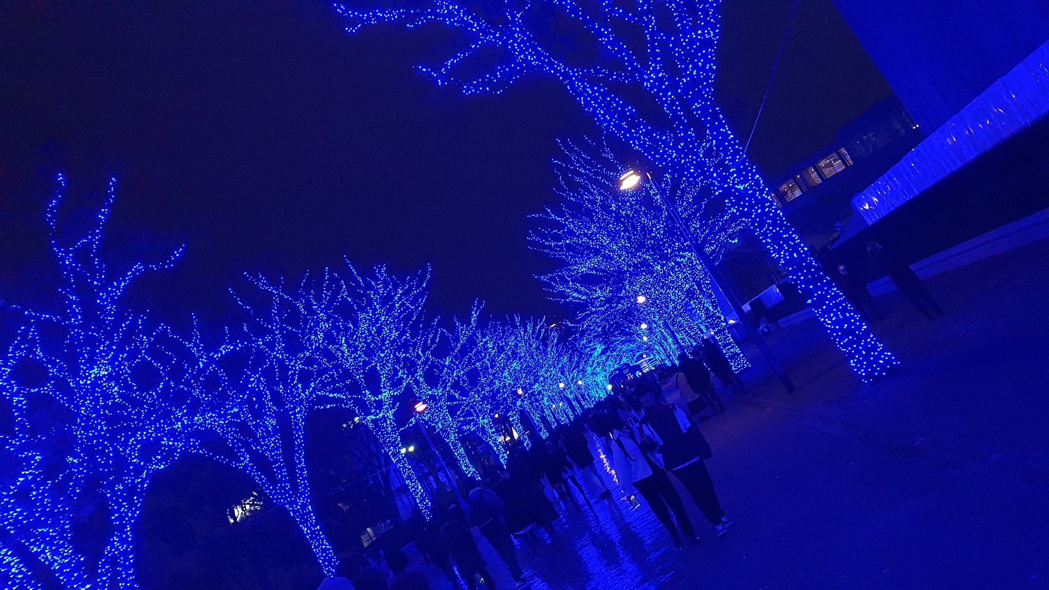 Yoko Lost In Japan Shibuya Blue Cave Illumination 19 Held At Shibuya Koen Dori Street To Yoyogi Park Keyaki Namiki From 29th November To 31st Dec 19 Yoko Lost In Japan Shibuya Blue Cave Illumination 19 Held At Shibuya Koen Dori Street To Yoyogi Park Keyaki Namiki From 29th November To 31st Dec 19