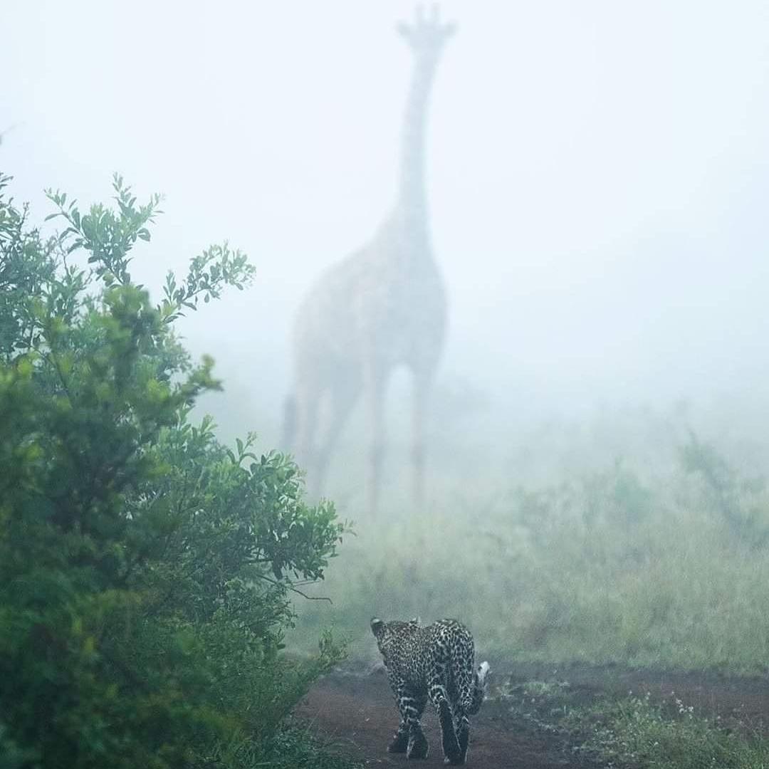 eurekarioverde's tweet photo. #Bonitoybendecidodía... Mágica mañana en la sabana de África 🌳🦒 https://t.co/bnCTS4rdzd