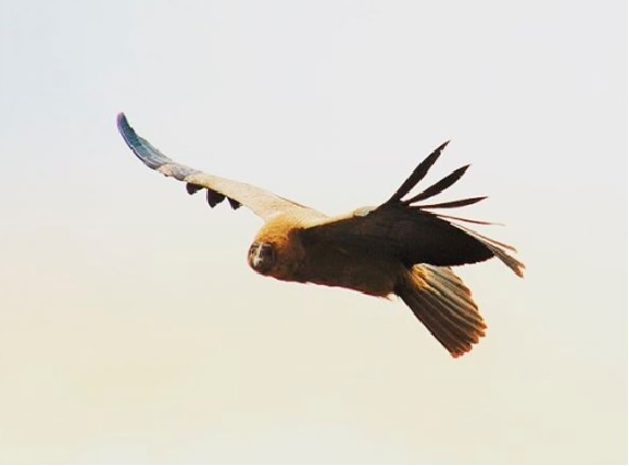 Condor Hashtag On Twitter