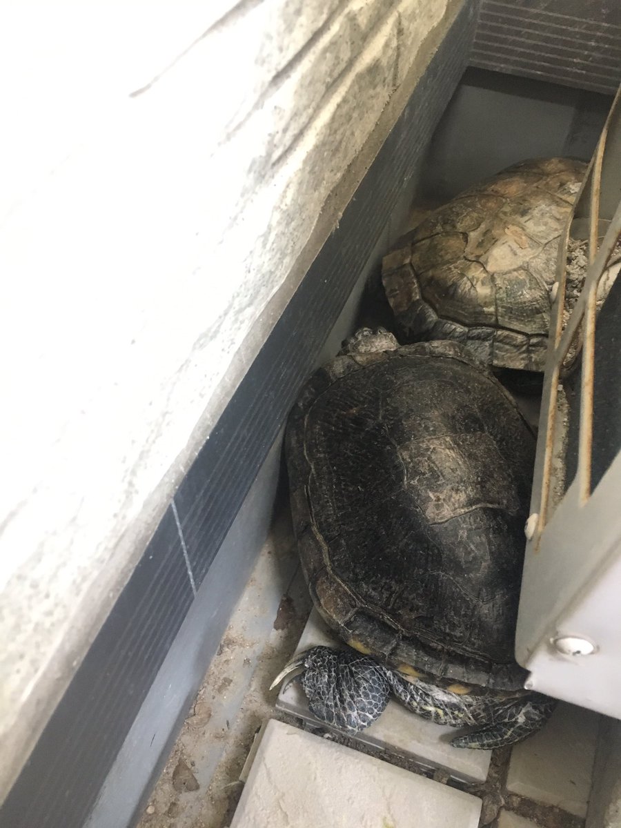飼い亀 飼い亀
