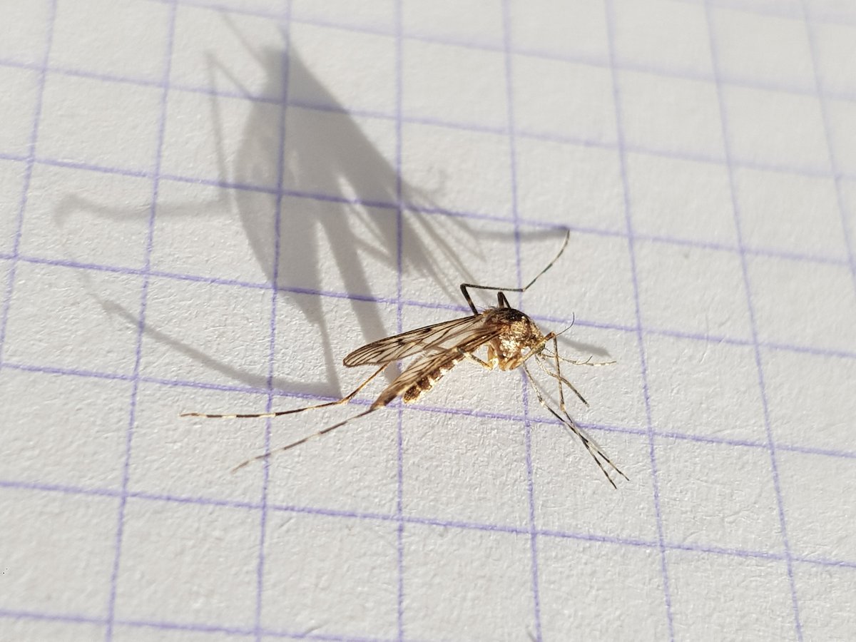 Silicon Loches tweet media