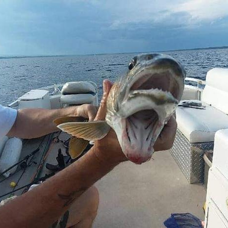 wraptortackle's tweet photo. Have you seen this fish posted on social media? Pretty crazy isn't it? 2 mouth, 2 headed? Even though it's quite weird, it has to be the catch of a lifetime! #weirdfish #2mouthfish #fishing #weirdcatch https://t.co/nAxUYfenia
