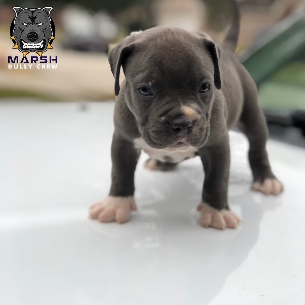 Marshbullycrew's tweet photo. 🐾MBCK’s Fooliboy x MBCK’s Jade pups are AVAILABLE and will be ready to go by next week dm if you interested in a Pups !! •
•
•
•
•
•
• (🚨ONLY 2 males available 🚨) •
•
•
•
•
•
#Marshbullycrew #bullybreed #bullies #pocketbully #mircobullies https://t.co/pi8bhw2oiy
