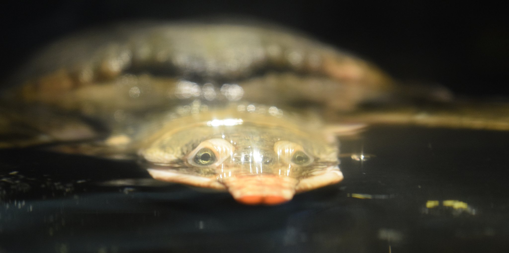 Reptile Gardens on Twitter "Oh no, it's Voldemort!never mind, it's