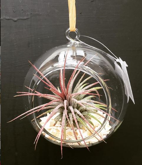 FabFarmShops's tweet image. These pretty 'air plant' glass #baubles would make a wonderful Christmas #gift for any houseplant obsessed person. 
They come in 3 sizes &amp;amp; available from @RushfieldsPC 😍🎁
#rushfields #farmshop #farmshopgifts #christmas #airplant #sussex