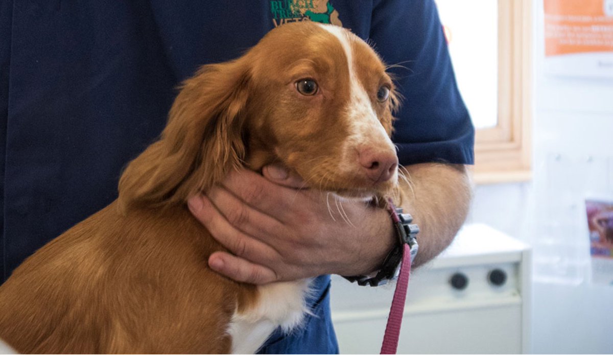 .<a href="/burchtreevets/">burchtreevets</a> #Morecambe Health Care Plan has all of your #pets preventative health care covered.From £12.50 a month. Inc:
• Vaccinations
• Flea, &amp; worm treatment
 PLUS: discounts on food, emergency consultations, dentistry &amp; much more goodvetandpetguide.com/vet-directory/…