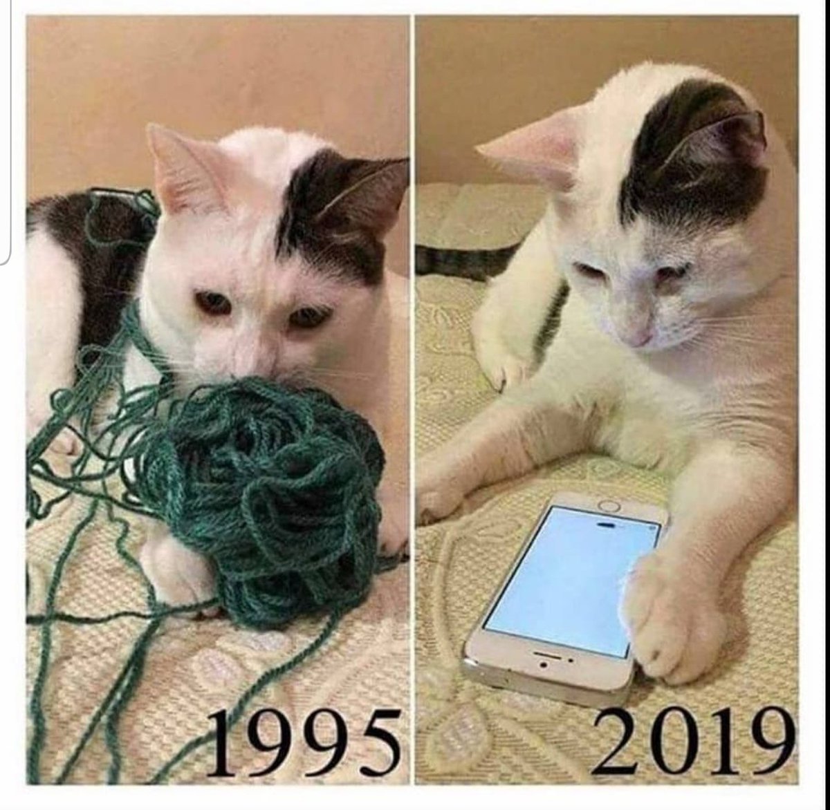 Miep51082958's tweet photo. #EvenCats 🙄 https://t.co/m8TWI95WVq