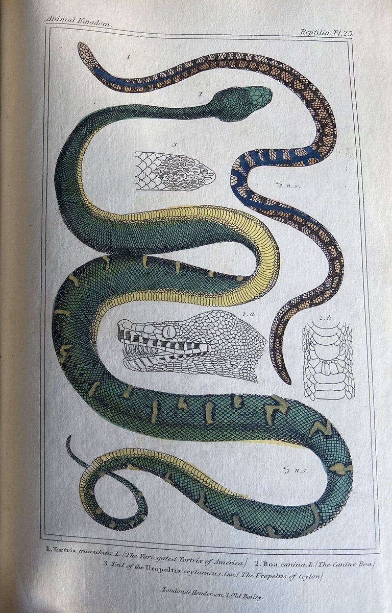 A coloured plate of snake drawings