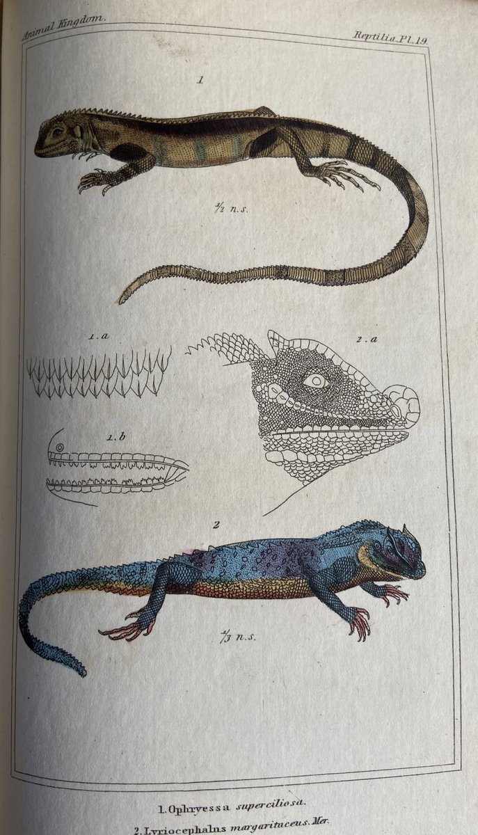 A coloured plate of lizards