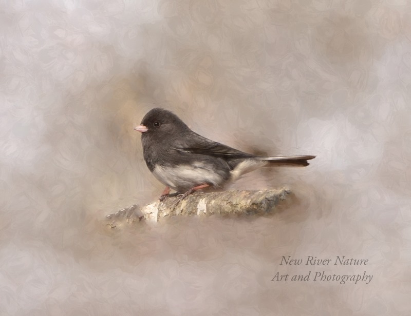 This is by New River Nature ~
"Don't ever save anything for a special occasion. Being alive is the special occasion."
~ Author Unknown
-----------
Dark-eyed Junco