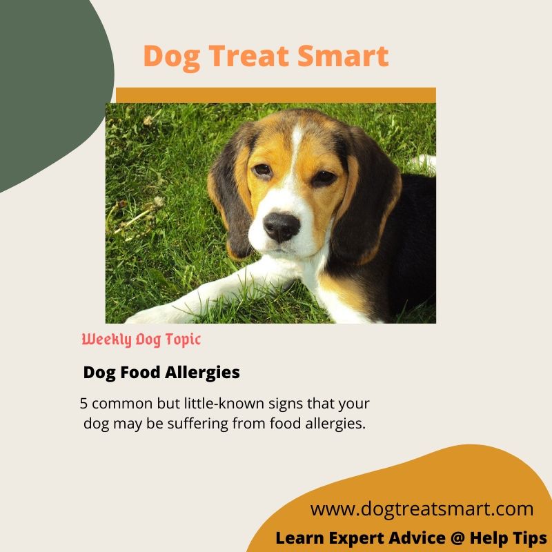 smart_dog_news's tweet photo. #WeeklyDogTopic: What it looks like if your dog has food allergies? Visit https://t.co/NlXAGjKGIH to learn expert article.
.
.
#dogs #puppylove #foodallergies #dogfood #dogownerlife #helptips #lovemydogs #newpost #welovedogs #experadvice https://t.co/5vwopj9fND