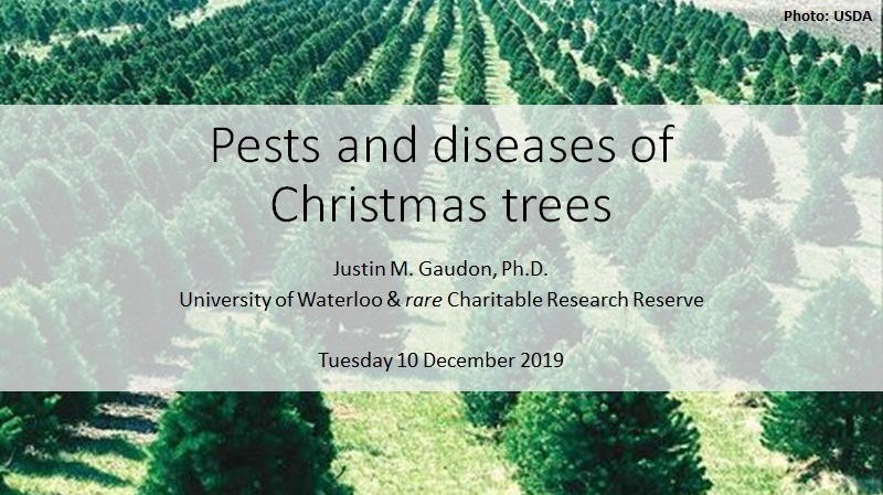 JustinGaudon's tweet image. Tomorrow, I will be giving a talk on #pests and #diseases of #Christmas #trees at the Ontario Institute of Agrologists (#OIA) meeting (= I should finish my talk on pests and diseases of Christmas trees!). 😬