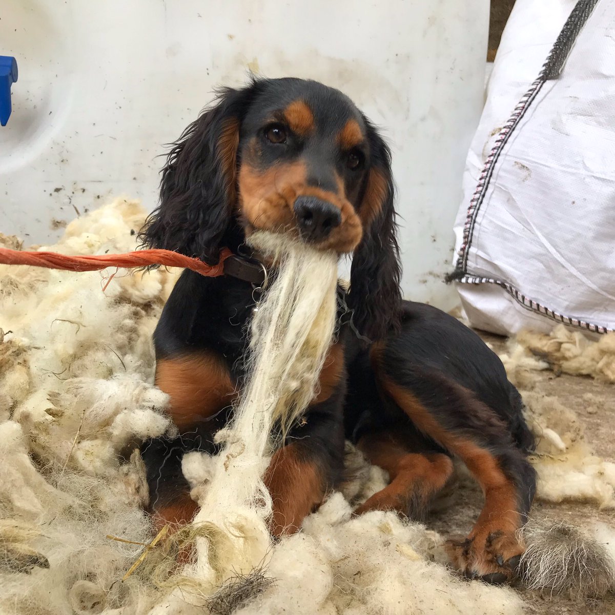 NathanAtkinson1's tweet photo. @JoeWStanley Meet Rupert! Loves to get involved.. https://t.co/JPPQj8SrE0
