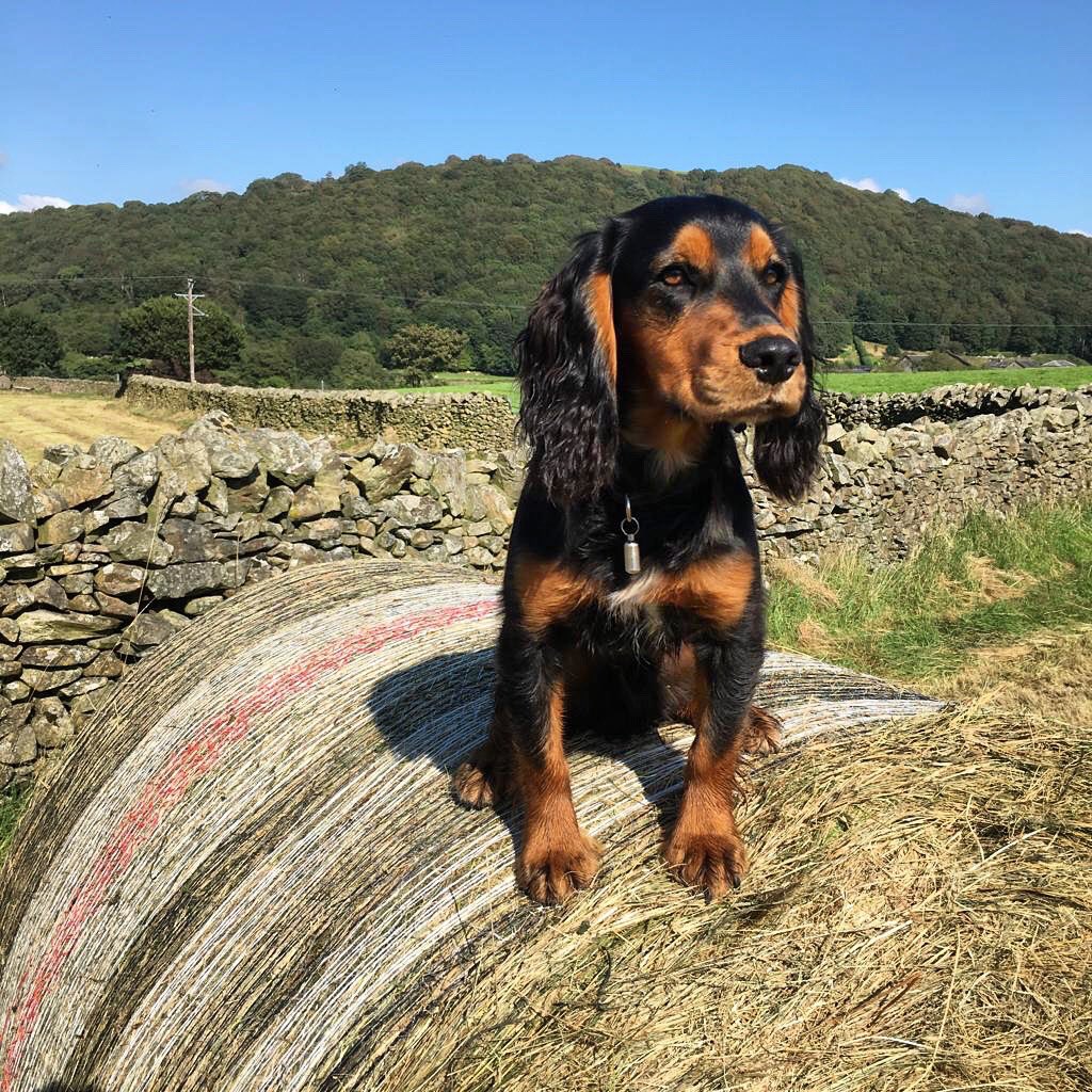 NathanAtkinson1's tweet photo. @JoeWStanley Meet Rupert! Loves to get involved.. https://t.co/JPPQj8SrE0
