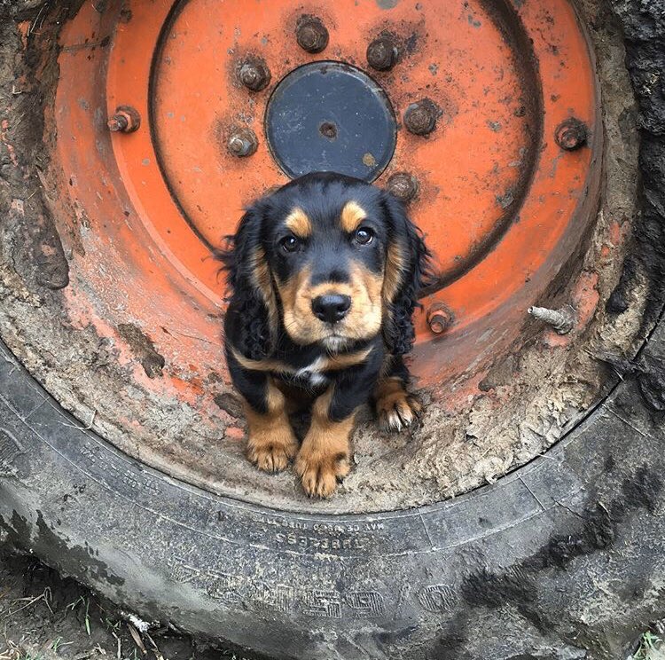 NathanAtkinson1's tweet photo. @JoeWStanley Meet Rupert! Loves to get involved.. https://t.co/JPPQj8SrE0