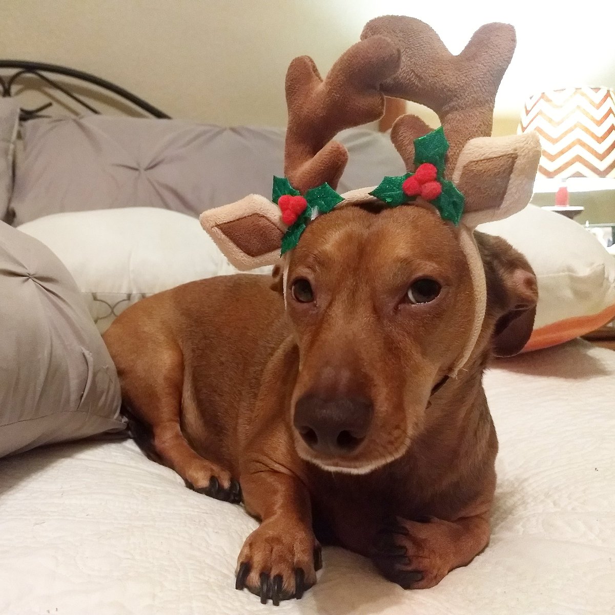EvilWienerJD's tweet photo. Not sure I'm up to driving Santa's sleigh #reindeer #weeniedeer https://t.co/uNFVXmkQHb