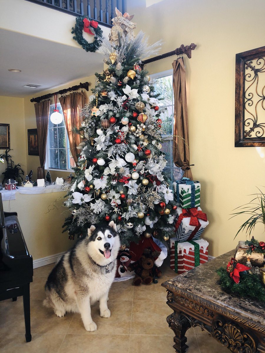 SeannaStyle's tweet photo. my Christmas tree is done! 🎄 https://t.co/orPfvYd5A9