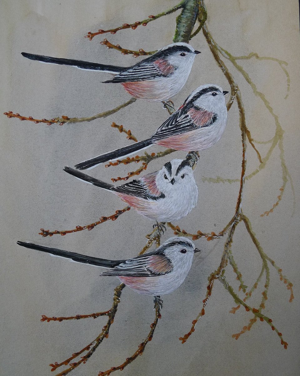 Peter__Williams's tweet photo. Digital picture not edited of late Peter Williams watercolour. 

#longtailedtit
#wildlifeart 
#watercolorpainting 
#wildlifeartist 
#watercolor 
#wildlifepainting 
#wildlifepaintings
#nature 
#art https://t.co/lcOJvbLMo8