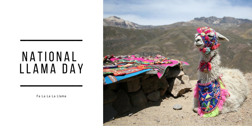 WorkspaceNYC's tweet image. #NationalLlamaDay might be the perfect day to dust off that #UglyChristmasSweater. You know you are going to need it for all of your #HolidayParties this year.