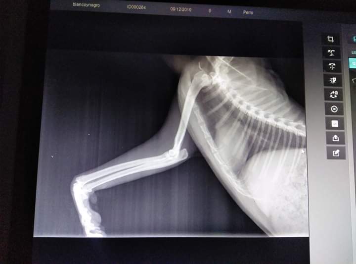 Nos avisaron ayer de él.Le han hecho radiografías y lo han desparasitado.
El resultado es que no la tiene rota, se hizo una herida y se seccionó el nervio. La patita se le queda así ya que es más tema neurológico.El gatito tiene unos 2 años y está castrado. #SOS #Adopta
