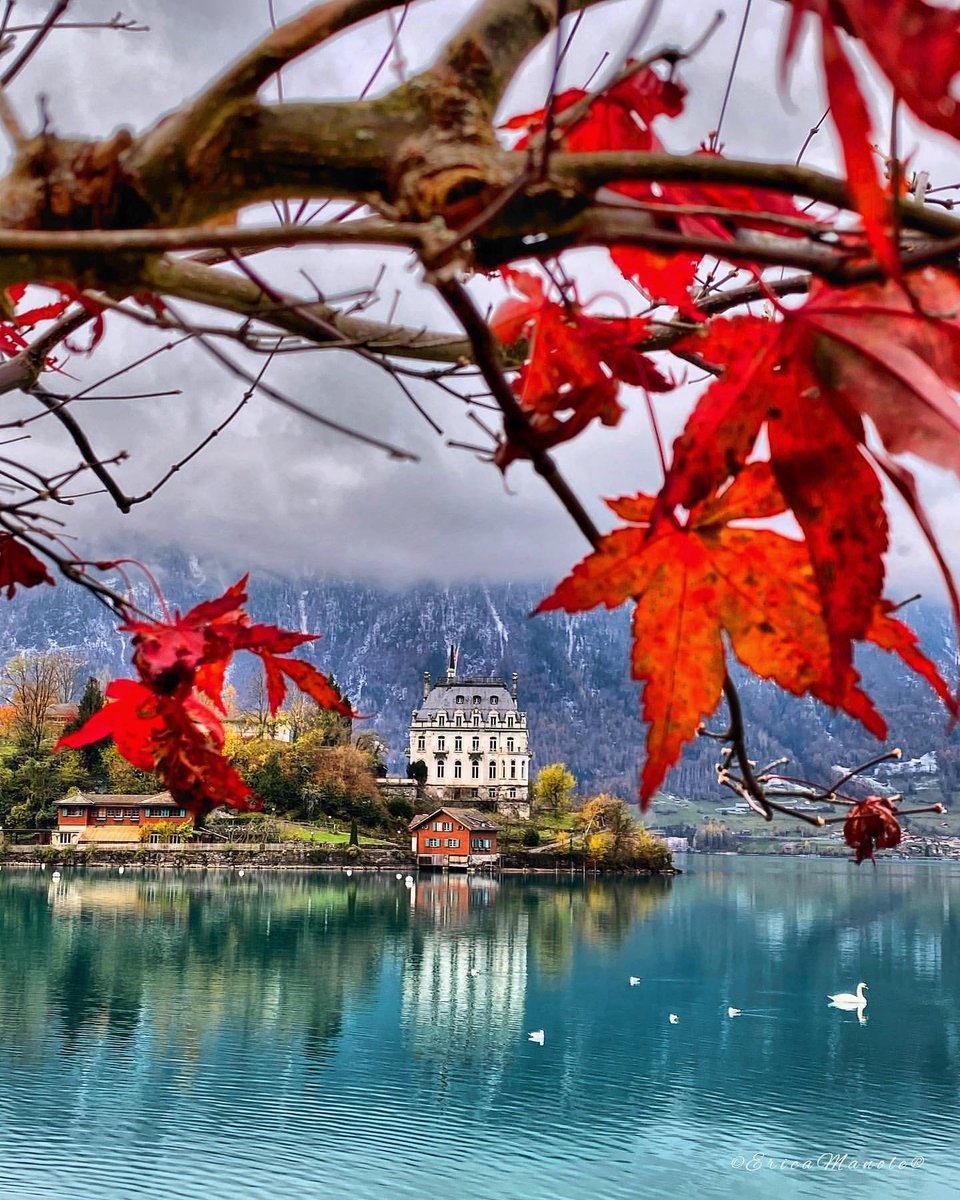 venture_4th's tweet photo. “Travel far enough, you meet yourself.” ― David Mitchell
.
.
Post by @swissmonamour
.
.
#Iseltwald #Bern #SwissMonAmour #Swiss #Switzerland #BeautifulDestinations #instagram #wonderful_places #EmmsBazaar #EarthOfficial #awesomeearth #master_shots #best_worldplaces #Yoursh https://t.co/sdwLHpYizp