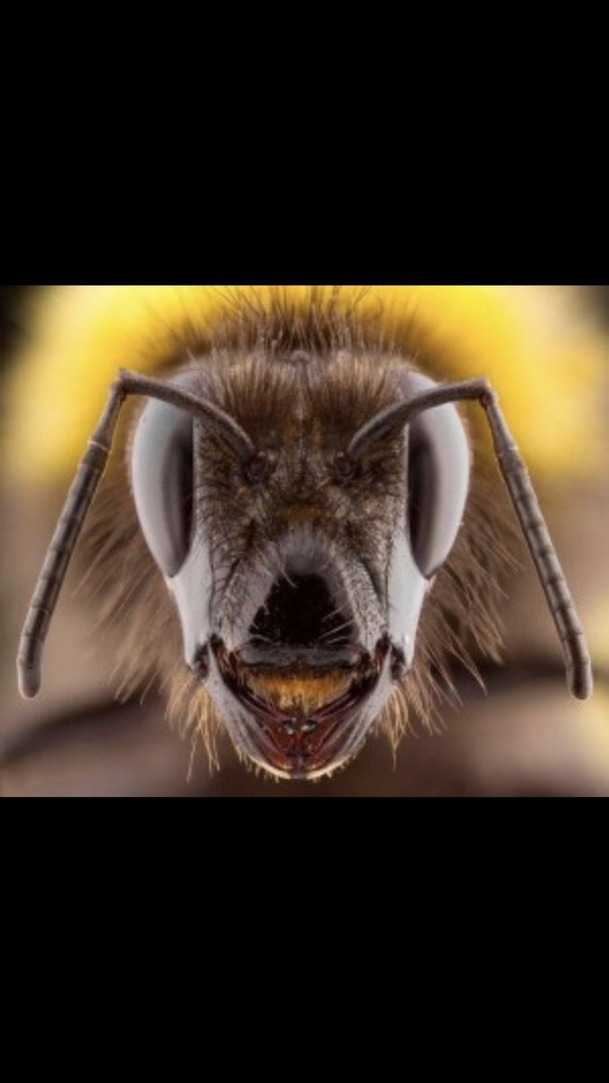 قرب وجه النحلة عن ما عقوبة