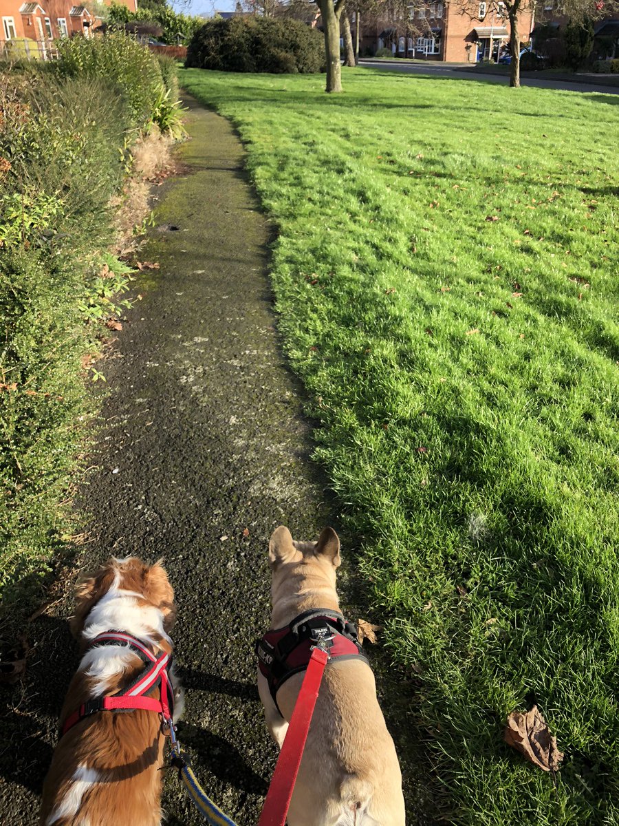 CountryCreat's tweet photo. Lovely stroll out with my Monday boys, Alfie and Chester. We even saw the sun! ☀️ https://t.co/NSVIGMF8TK