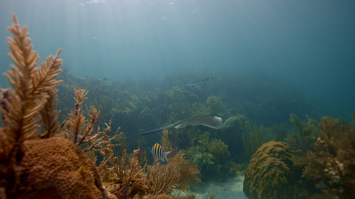 A ray swimming through a coral reef