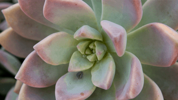 NurseryMag's tweet photo. As 2019 draws to a close, #nativeplants, #dwarfvarieties and #ediblelandscapes all top the list for 2020 trends. Read below to find out the other 7 plant trends in this list compiled by @UF_IFAS. https://t.co/hzGFFHDfai https://t.co/k6zYwdh9M1