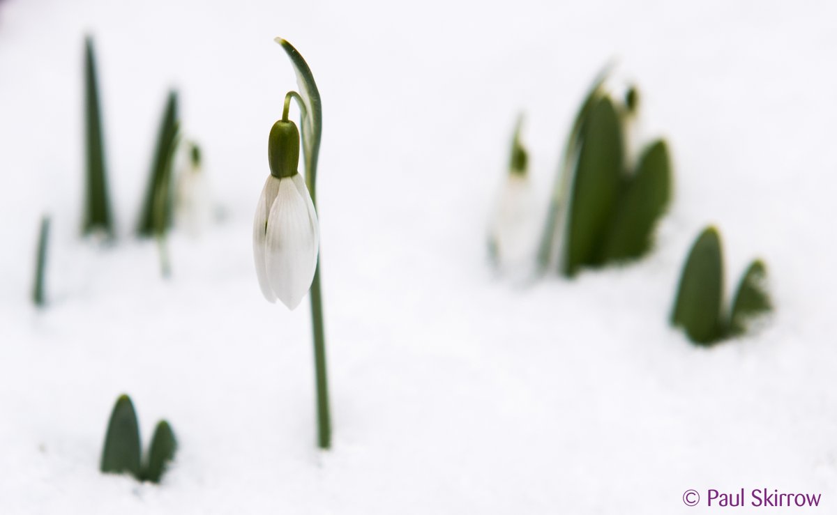 Already planning your New Year's day walk? Why not take part in <a href="/BSBIbotany/">BSBI: Botanical Society of Britain & Ireland</a> New Year Plant Hunt. Report your sightings of wild &amp; naturalised plants to help find out how they're responding to changes in autumn and winter weather patterns. Find out more: bit.ly/2rkzzgo