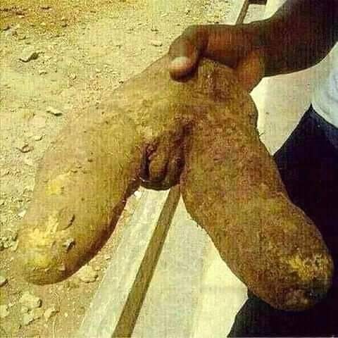 can you EAT this type of yam?