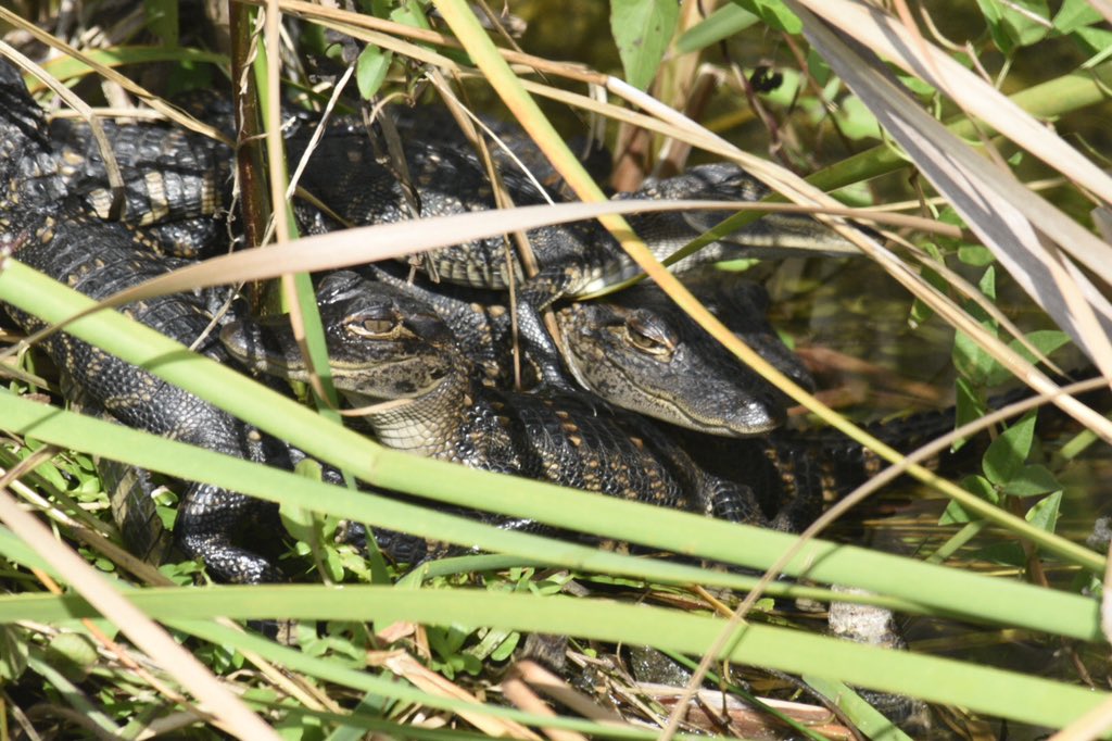 Awesomeness Affirmation #61 - Baby alligator nest in the Everglades.